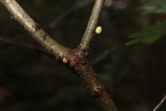 Andricus deciduatus