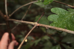 Andricus deciduatus