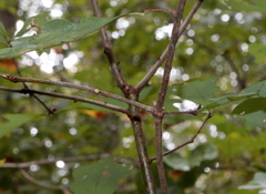 Andricus deciduatus