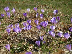 Crocus neglectus