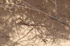 Acanthodactylus boskianus