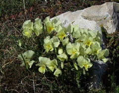 Viola eugeniae