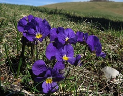 Viola eugeniae