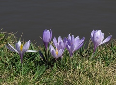 Crocus neglectus