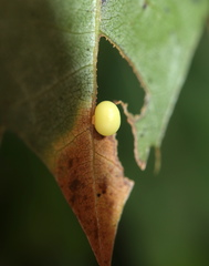 Zopheroteras hubbardi