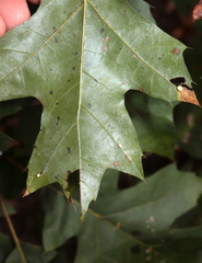 Zopheroteras hubbardi