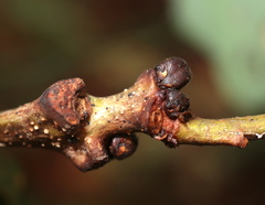 Andricus mamillaformis