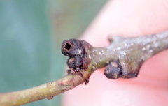Andricus mamillaformis