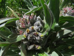 Solenanthus apenninus