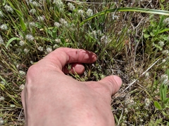 Leptosiphon pygmaeus