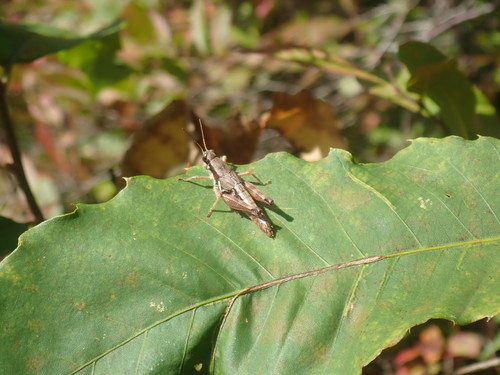 Smith's Spur-throat Grasshopper