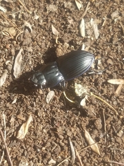 Pasimachus subsulcatus