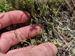 Leptosiphon pygmaeus