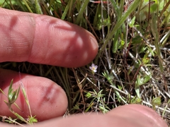 Leptosiphon pygmaeus