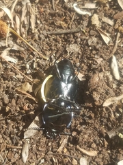 Pasimachus subsulcatus