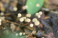 Marasmius bulliardii