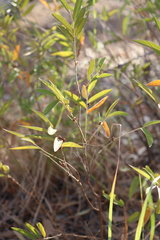 Grewia savannicola