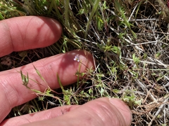 Leptosiphon pygmaeus