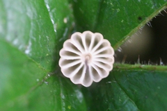 Marasmius bulliardii