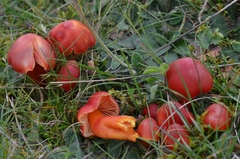 Hygrocybe splendidissima