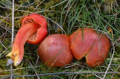 Hygrocybe splendidissima