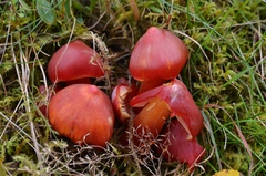 Hygrocybe splendidissima