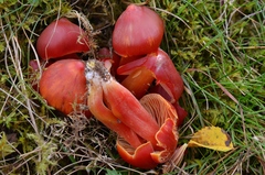 Hygrocybe splendidissima