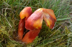 Hygrocybe splendidissima