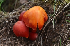 Hygrocybe splendidissima