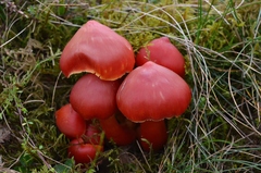 Hygrocybe splendidissima