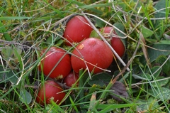 Hygrocybe splendidissima