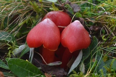 Hygrocybe splendidissima