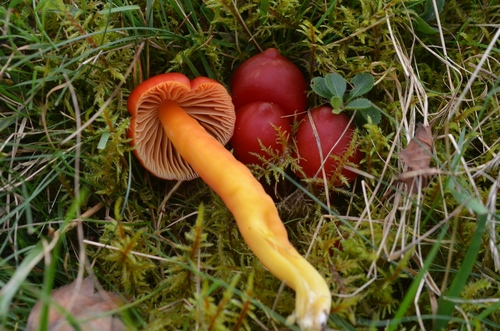 Splendid Waxcap