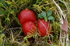 Hygrocybe splendidissima