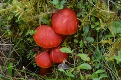 Hygrocybe splendidissima