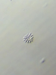 Anthophysa vegetans