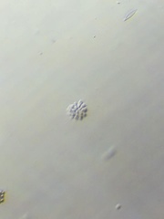 Anthophysa vegetans