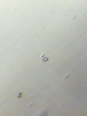 Anthophysa vegetans