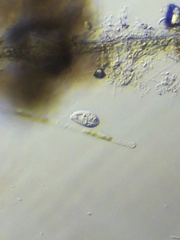 Entosiphon