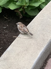 Passer domesticus domesticus