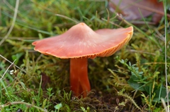 Hygrocybe splendidissima