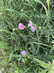 Althaea cannabina