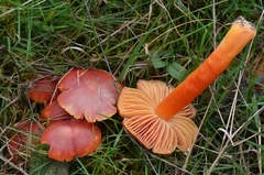 Hygrocybe splendidissima