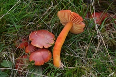 Hygrocybe splendidissima