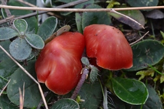 Hygrocybe splendidissima