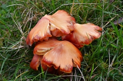 Hygrocybe splendidissima