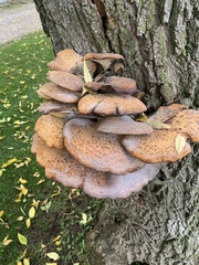 Cerioporus squamosus