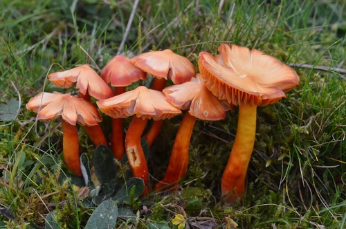Splendid Waxcap