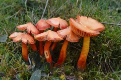 Hygrocybe splendidissima