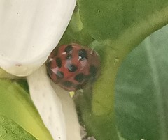 Harmonia axyridis